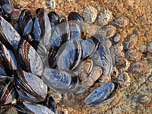 Mussel Beach at Carmel-by-the-Sea Closeup