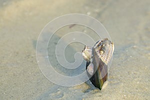 mussel on beach
