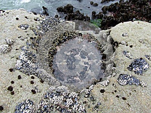 Mussel or bivalve molluscs and gooseneck barnacles covering rocks at Botanical Beach in low tide, Vancouver Island, BC, Canada