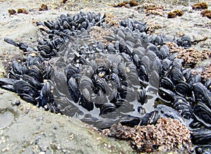 Mussel or bivalve mollusks covering rocks at Botanical Beach in low tide, Vancouver Island, BC, Canada