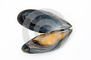 Mussel boiled