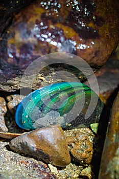 Mussel with bright colours under a rock