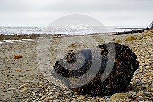 A mussel buoy washed up on Kina beach, New Zealand