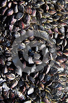 Mussel colony