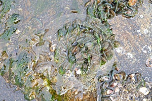 Mussels.on seashores photo