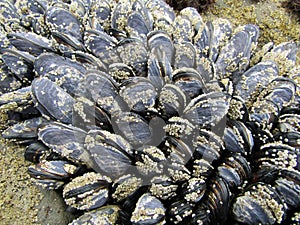 Mussel covered in barnacles at Botanical Beach in low tide, Vancouver Island, BC, Canada