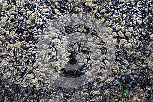 Mussel covered rocks artfully edged by water and sand, at low tide of Cannon Beach