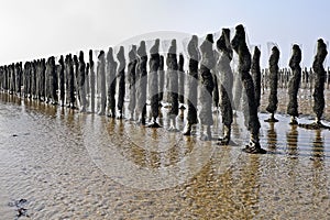 Mussel farm in France