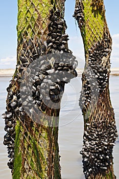 Mussel farm in the france sea