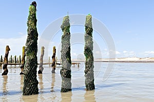 Mussel farm in the france sea