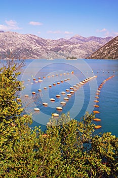 Mussel farm.  Growing mussels, rope culture.  Montenegro, Adriatic Sea, view of Kotor Bay