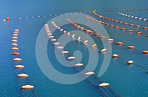 Mussel farm.  Growing mussels, rope culture.  Montenegro, Kotor Bay