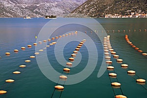 Mussel farm, rope culture. Montenegro, Kotor Bay