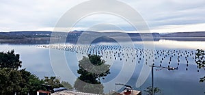 Mussel Farm in Starigrad, Croatia