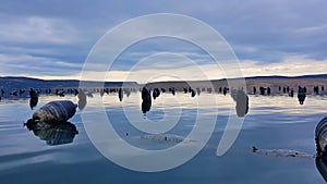 Mussel Farm in Starigrad, Croatia