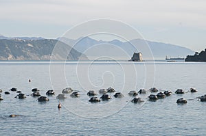 Mussel farming in Portovenere in Italy within the Gulf of Poets