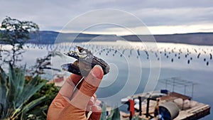 Mussel Farming in Starigrad, Croatia