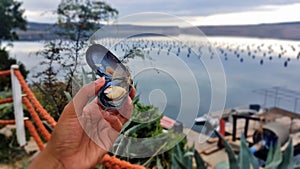 Mussel Farming in Starigrad, Croatia