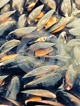 Mussel on the grill