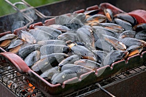 Mussel on the grill
