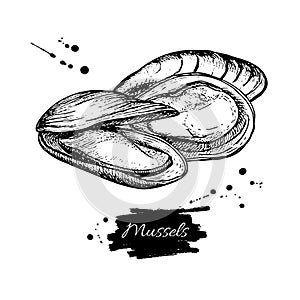 Mussel hand drawn vector illustration. Engraved style vintage seafood. Oyster sketch.