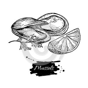 Mussel hand drawn vector illustration. Engraved style vintage seafood. Oyster sketch.