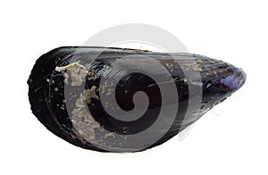 Mussel isolated