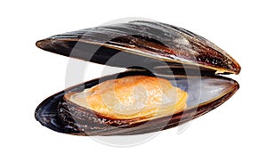 Mussel isolated on white