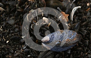 Mussel in a musselbed on the beach