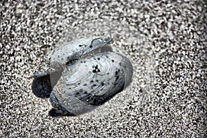 Mussel on the Sand