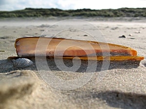 Mussel on a sandy beach