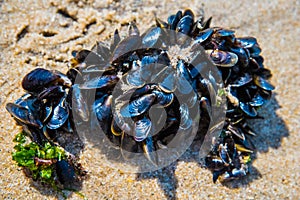 Mussel on a sandy beach. Background. Close-up.