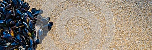 Mussel on a sandy beach. Background. Close-up.