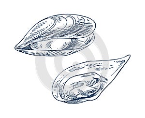 Mussel and seafood vector illustrations