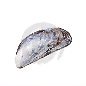 Mussel shell