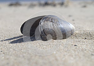 Mussel shell