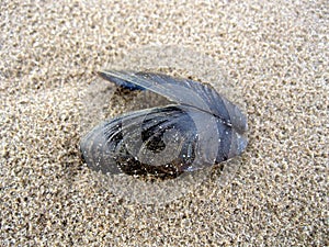 Mussel Shell