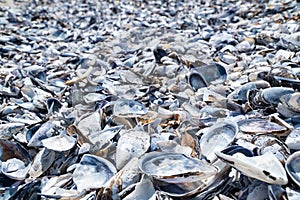 Mussel shell background. Empty mussel shell on the beach