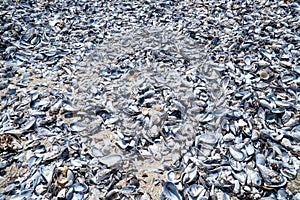 Mussel shell background. Empty mussel shell on the beach