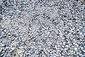 Mussel shell background. Empty mussel shell on the beach