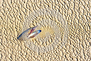 Mussel Shell Resting on Textured Sand Background