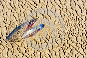 Mussel Shell on Textured Sand Background