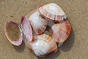 Mussel shells at the beach