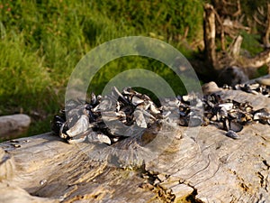 Mussel shells on driftwood