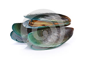 Mussel on white background