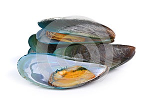 Mussel on white background