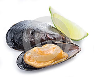 Mussel on a white background.