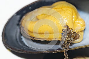 Mussel on the white plate , on the table