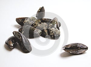 Mussels