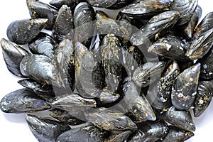 Mussels